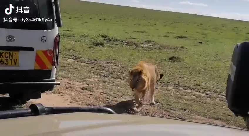 爱新狮子吧-百度贴吧--狮子是非洲之王在自然生态圈有着重要的地位